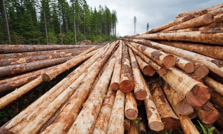 Important When Choosing A Log Cabin